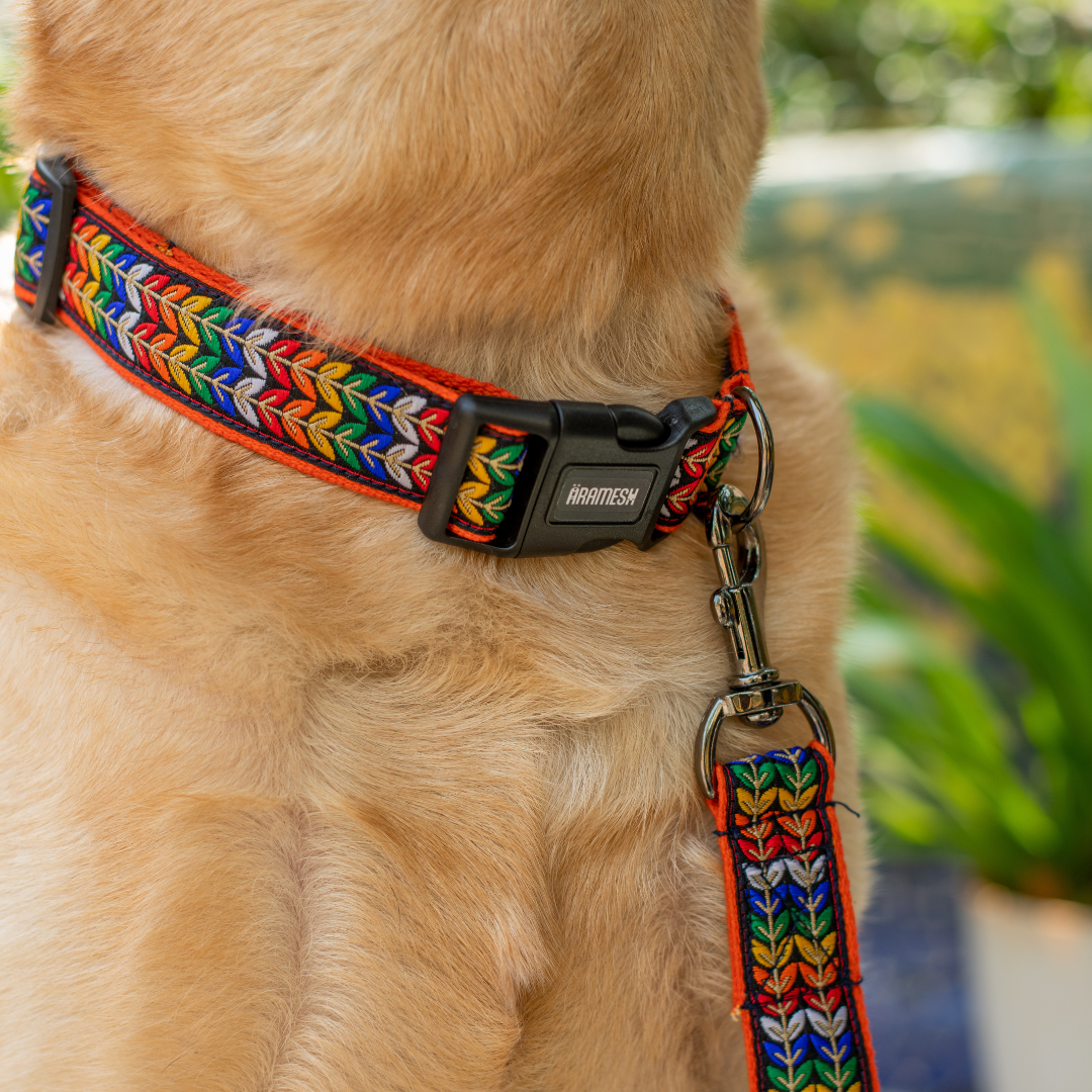 Colourful Trails Dog Collar