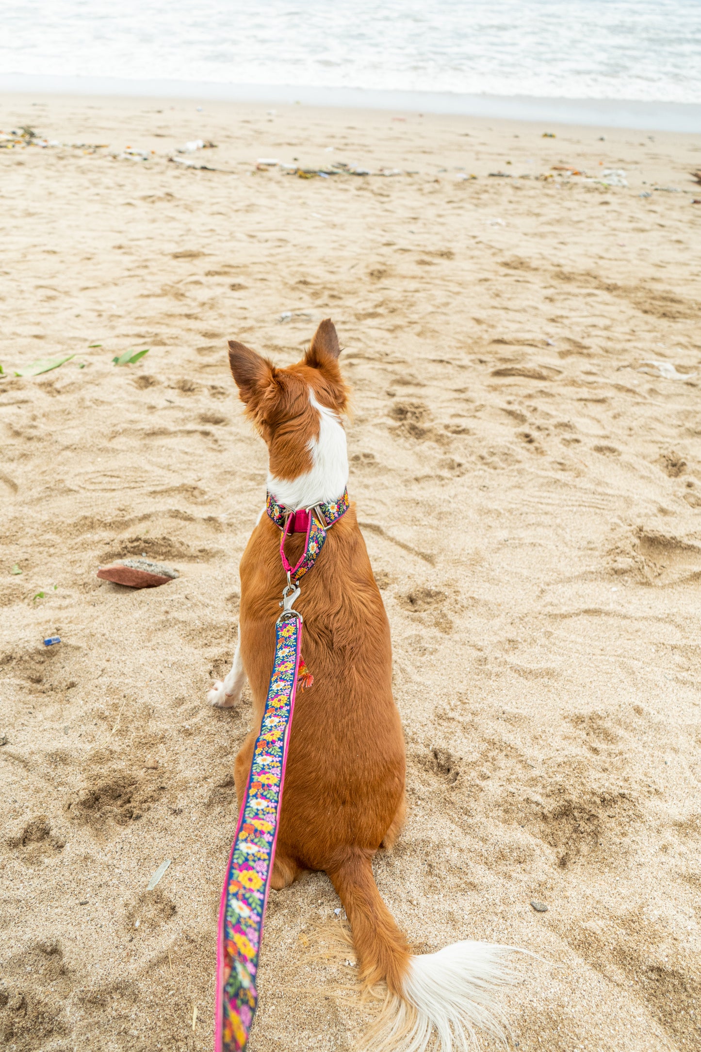 Martingale Dog Collar: Coastal Bloom