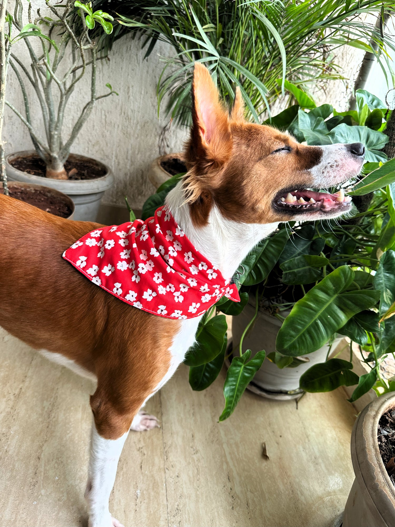 Dog Bandanas