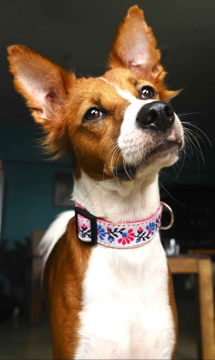 Dog Collars