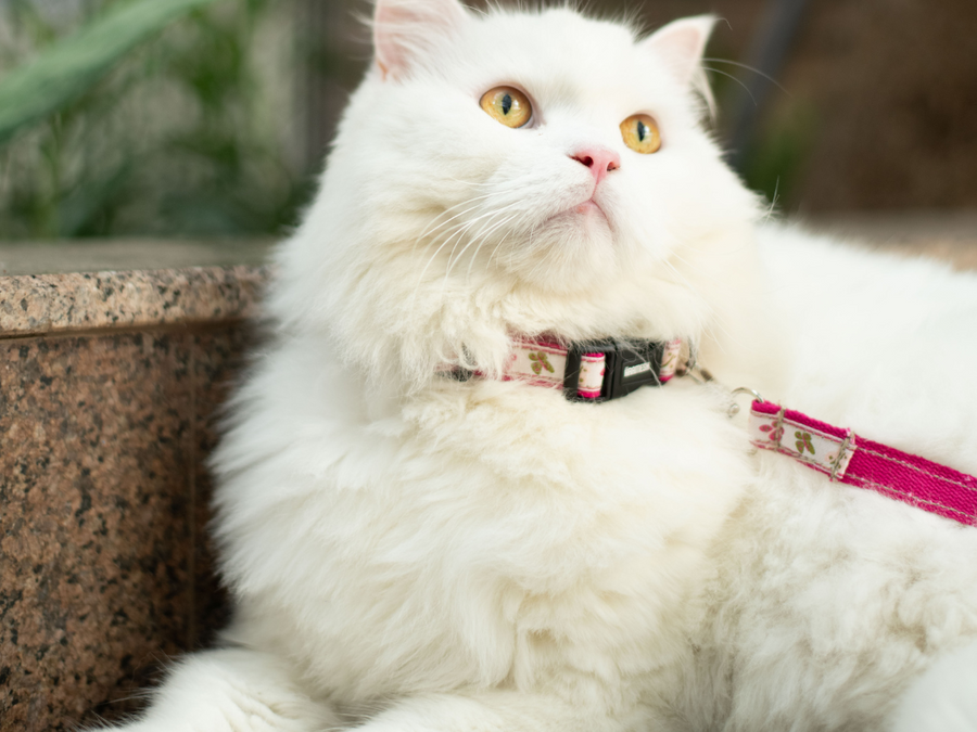 Cat Collars