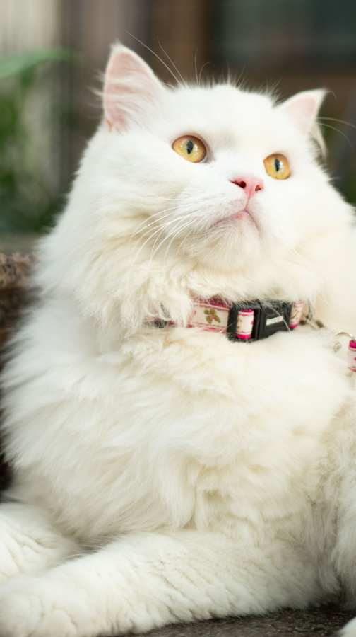 Cat Collars