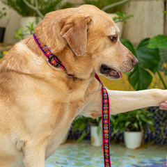 Sunflower Mist Dog Collar & Leash