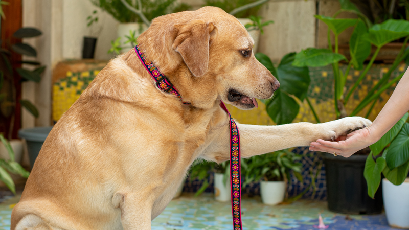 Sunflower Mist Dog Collar & Leash