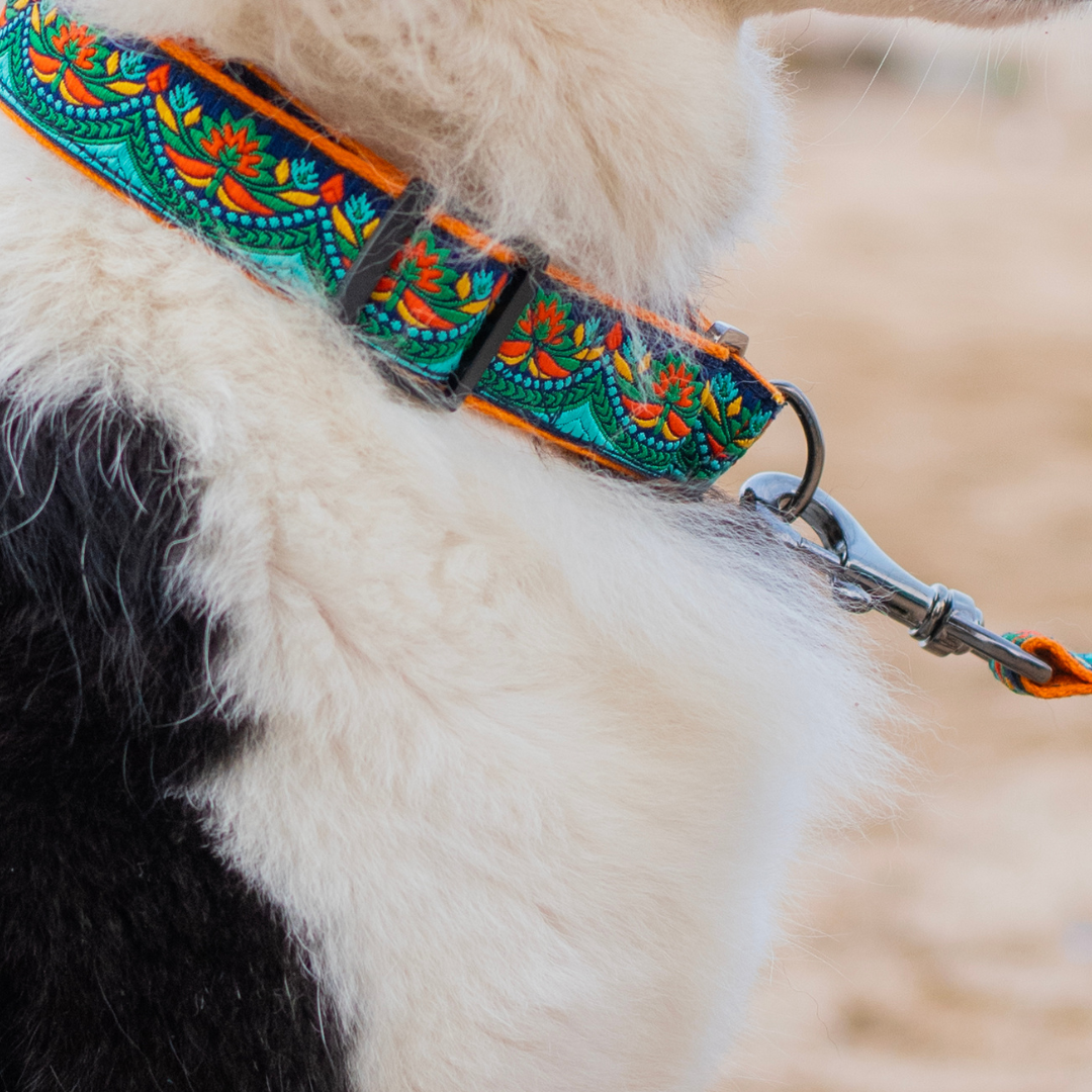 Fire & Ice Dog Collar & Leash