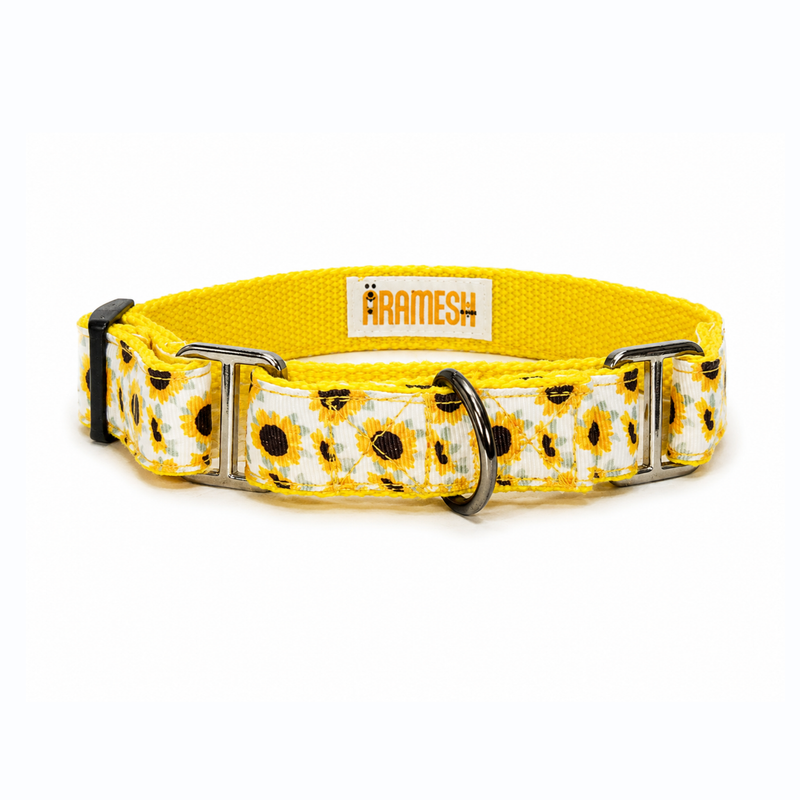 Martingale Dog Collar: Sunny Days