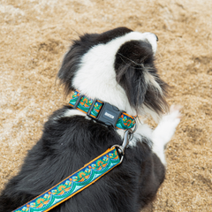 Martingale Collar + Leash