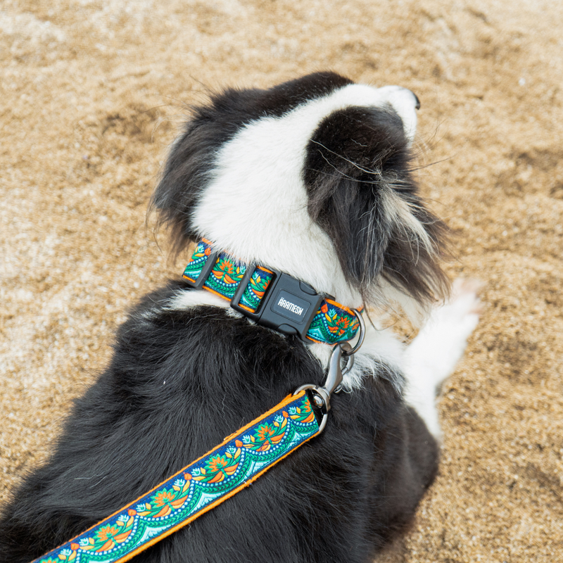 Martingale Collar + Leash