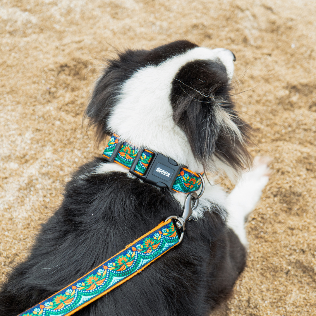 Fire & Ice Dog Leash