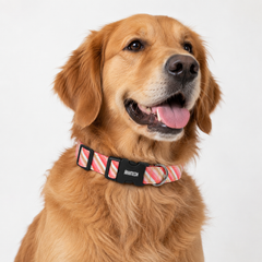 Blush Cotton Dog Collar