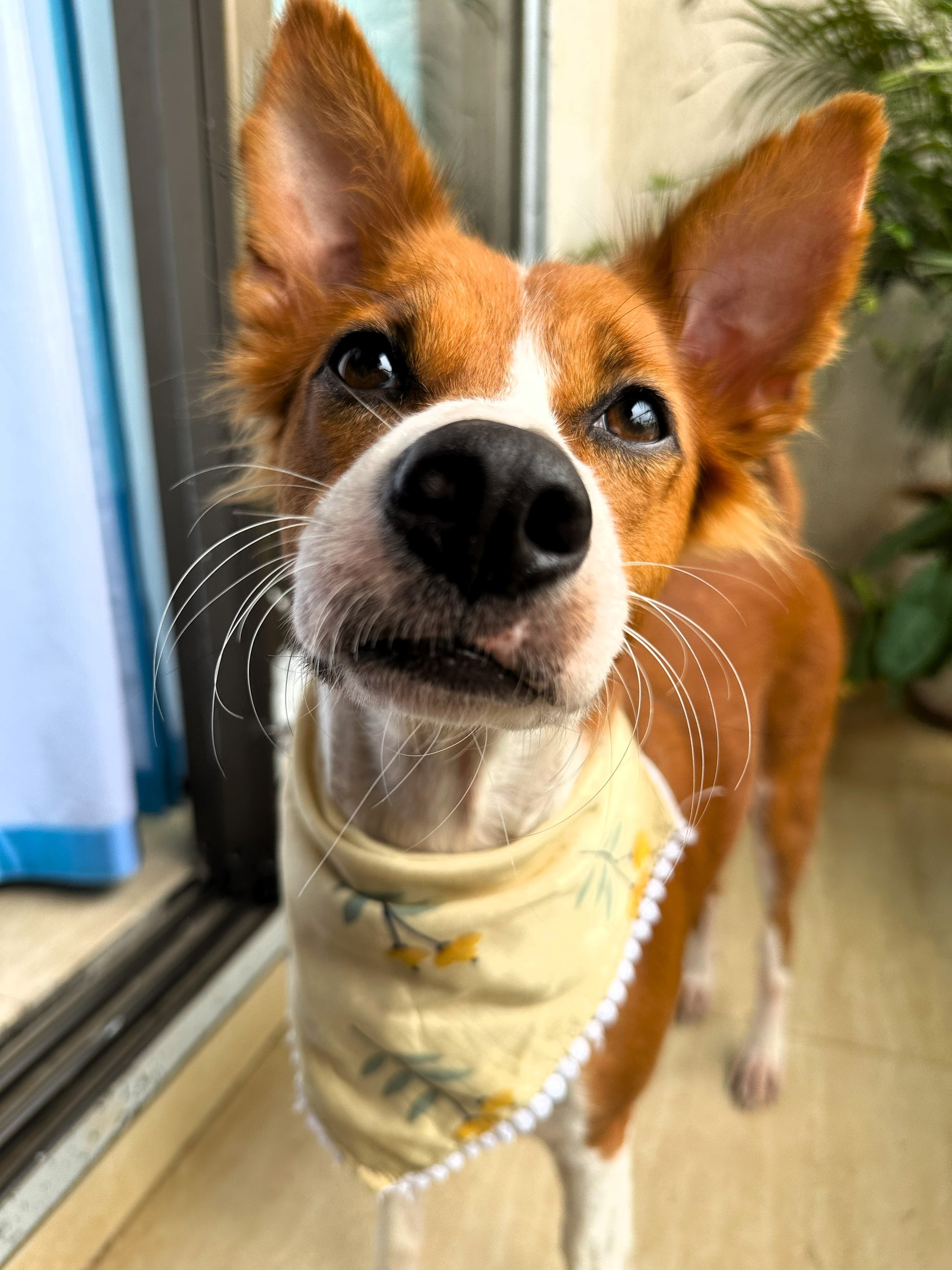 Fresh Air | Dog Bandana