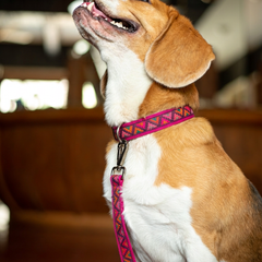 Rosy Rhythm Dog Leash