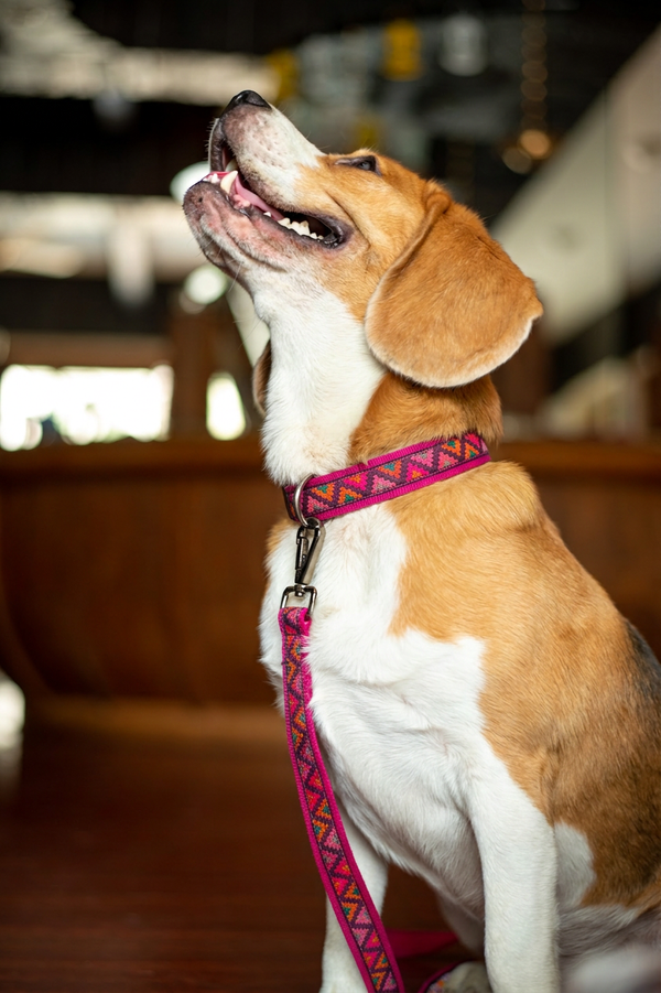 Rosy Rhythm Dog Leash