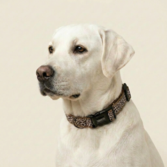 The Chase Dog Collar & Leash