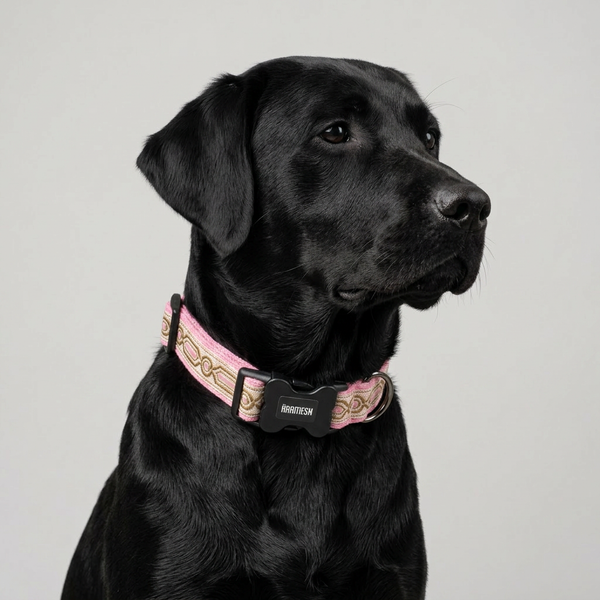 Meet Cute Dog Collar