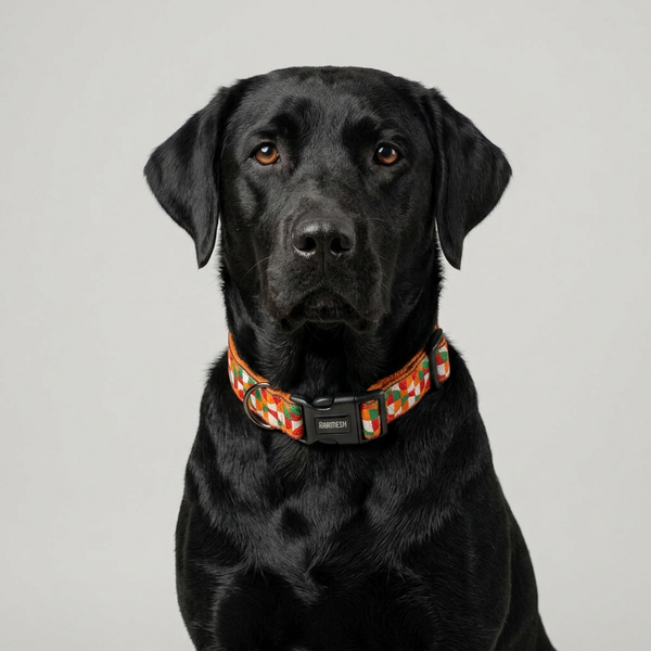 Azaadi Dog Collar