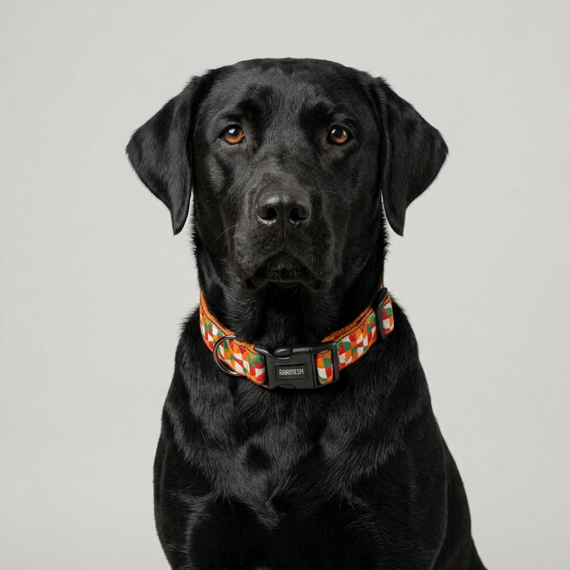 Azaadi Dog Collar