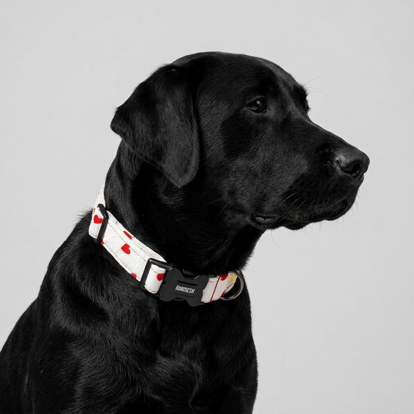 XO Dog Collar