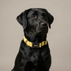 Lemonade Dog Collar