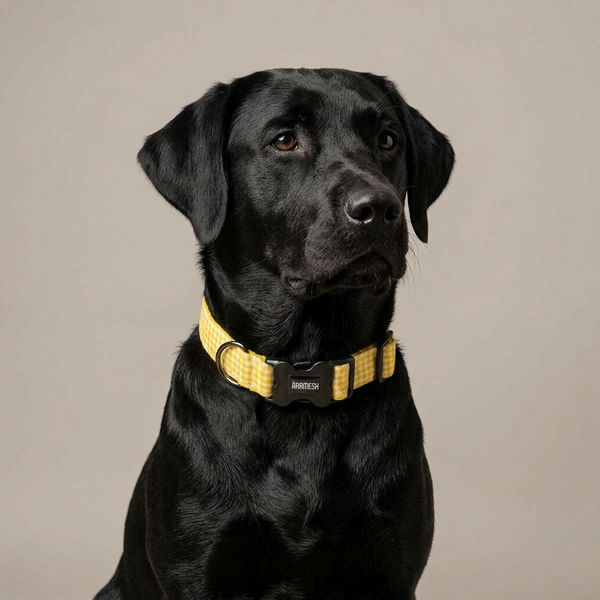 Lemonade Dog Collar
