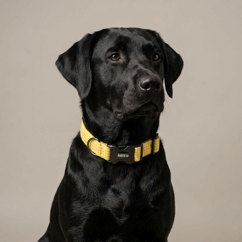 Lemonade Dog Collar