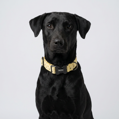 Honey Swirl Cotton Dog Collar
