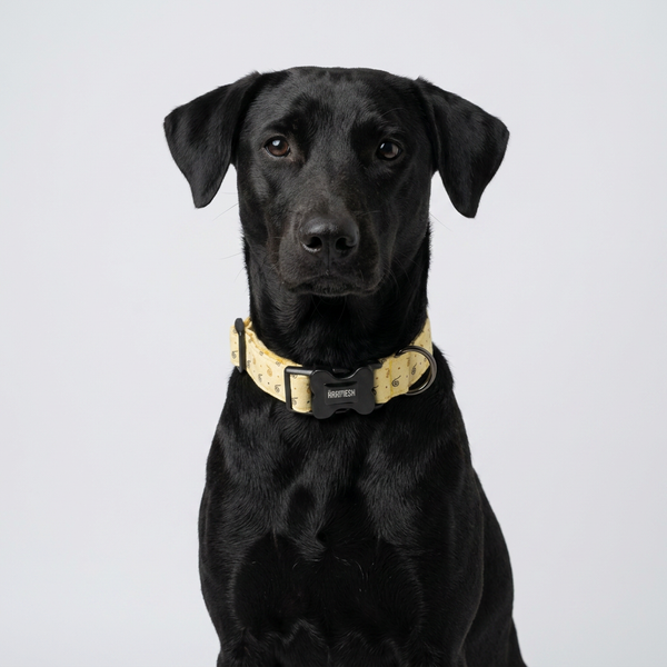 Honey Swirl Cotton Dog Collar