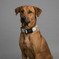 Play Date Cotton Dog Collar