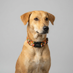 Azaadi Dog Collar