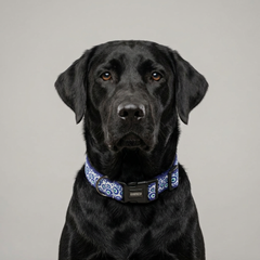 Nazar Charm Dog Collar