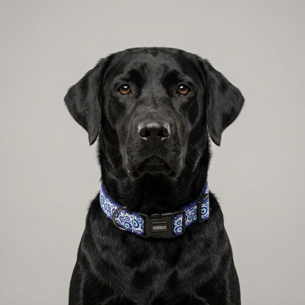 Nazar Charm Dog Collar