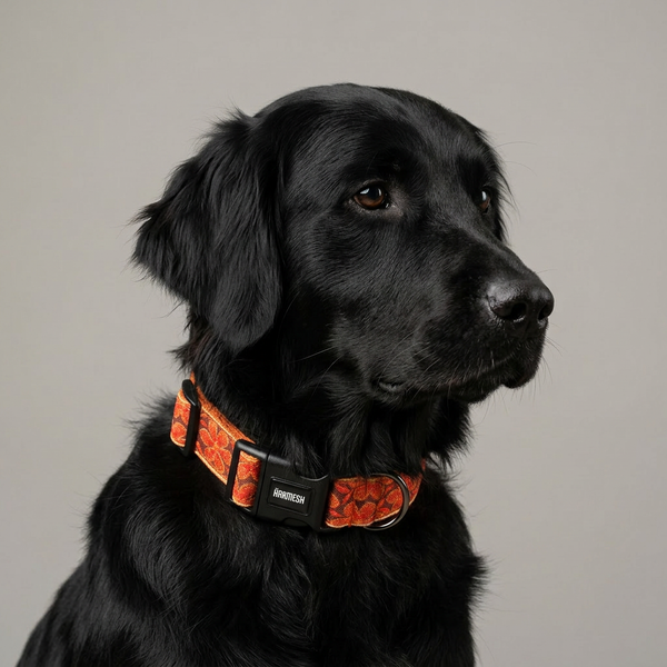 Mehfil Festive Dog Collar