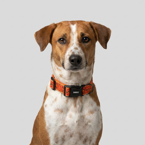 Mehfil Festive Dog Collar