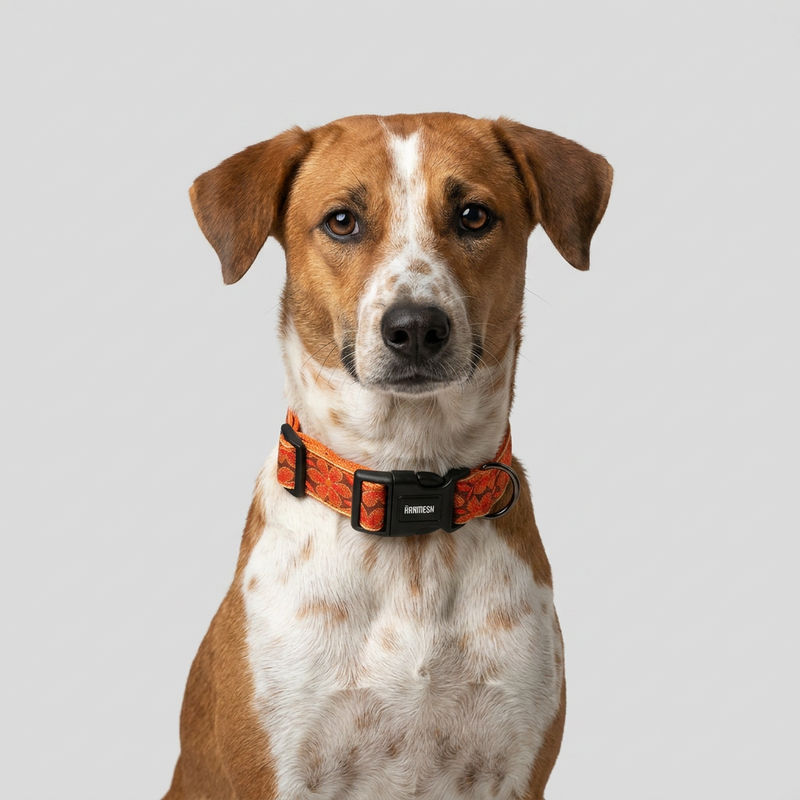 Mehfil Festive Dog Collar