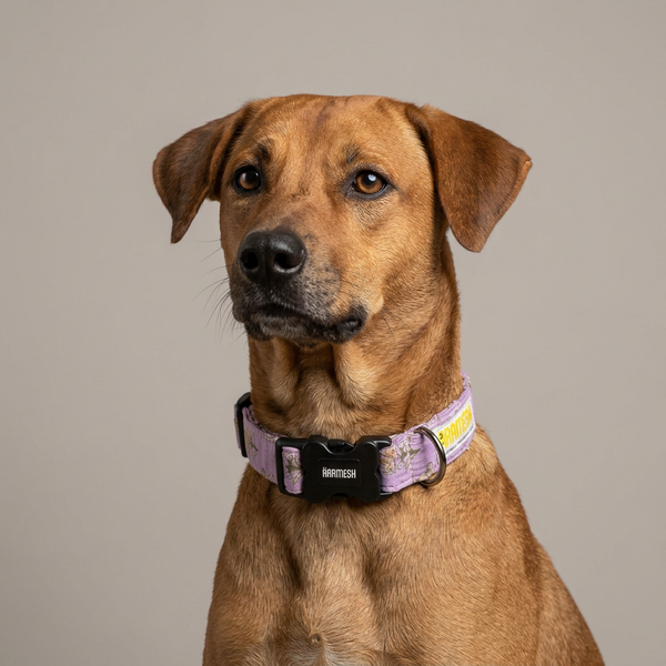 Sweet Pea Cotton Dog Collar