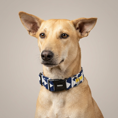 Ocean Edge Dog Collar