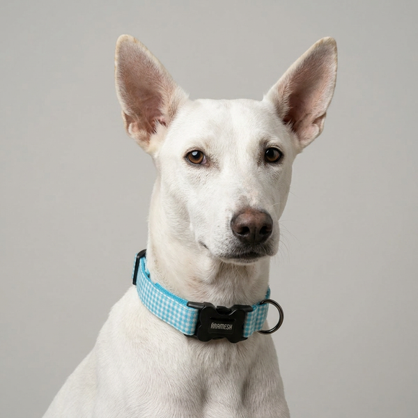 Skywater Dog Collar
