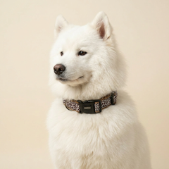 The Chase Dog Collar