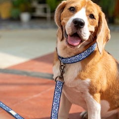 Nazar Charm Dog Leash