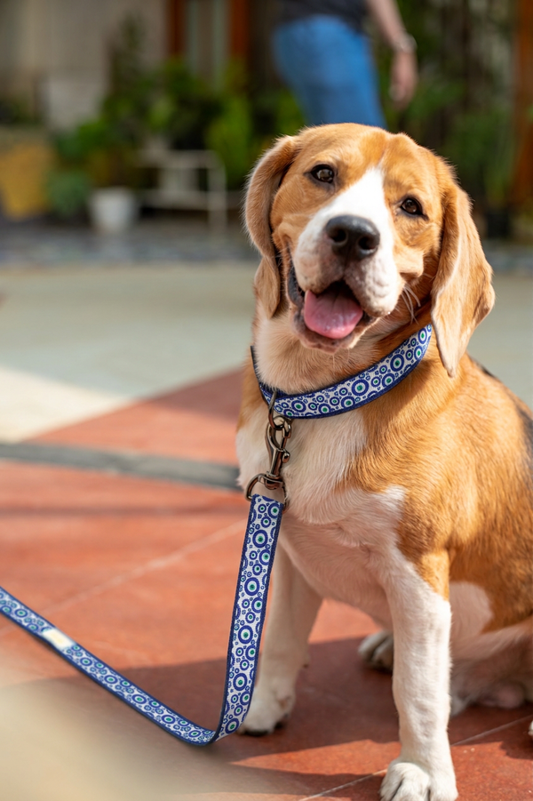 Nazar Charm Dog Collar