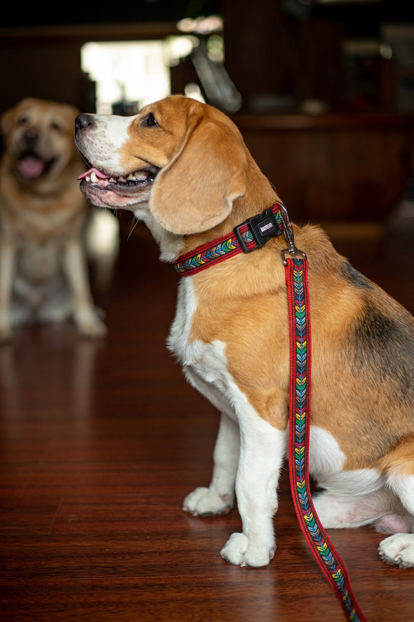 Jungle Jam Dog Leash