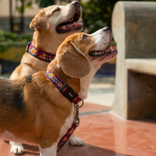 Moonlit Bouquet Dog Collar