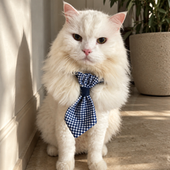 Boss Cat Tie (Set of 2)