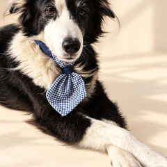 Boss Dog Ties