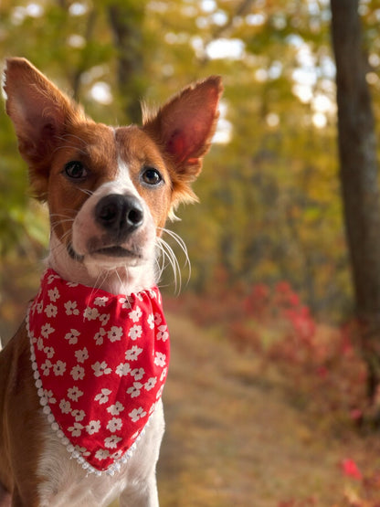 Cherry Blossom Dog Bandana