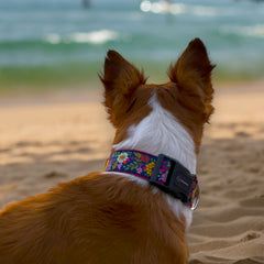 Coastal Bloom Dog Collar