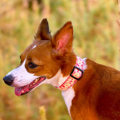 Pink Bloom Dog Collar