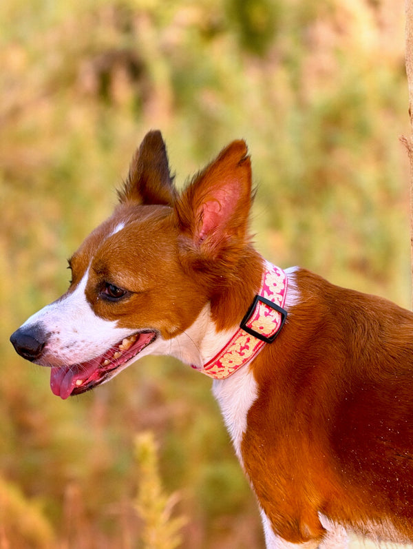 Pink Bloom Dog Collar