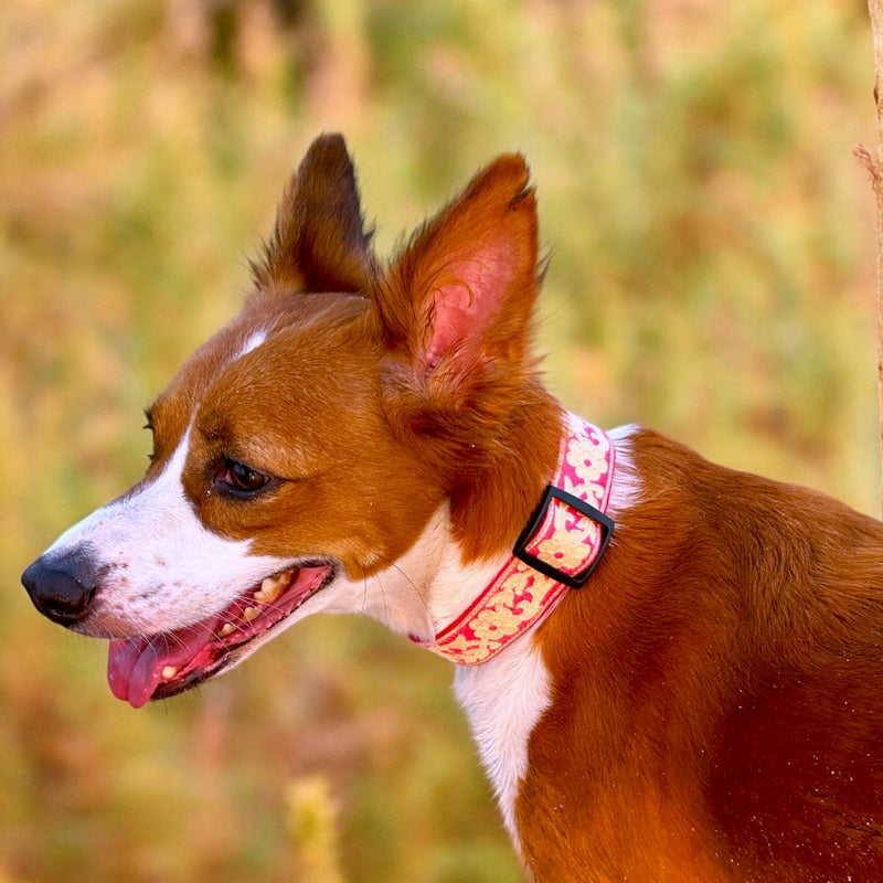 Pink Bloom Dog Collar