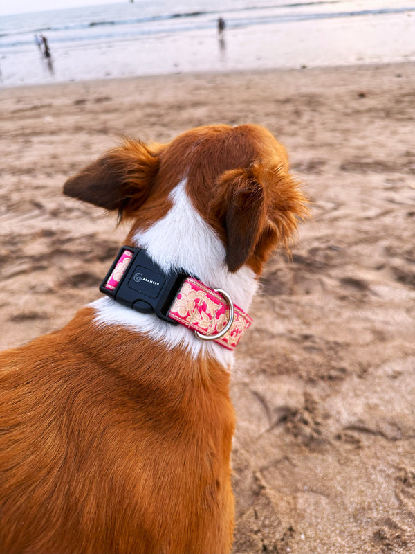 Pink Bloom Dog Collar